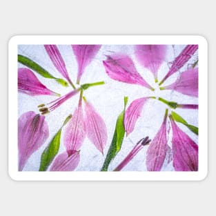 Alstroemeria Petals in Ice Sticker